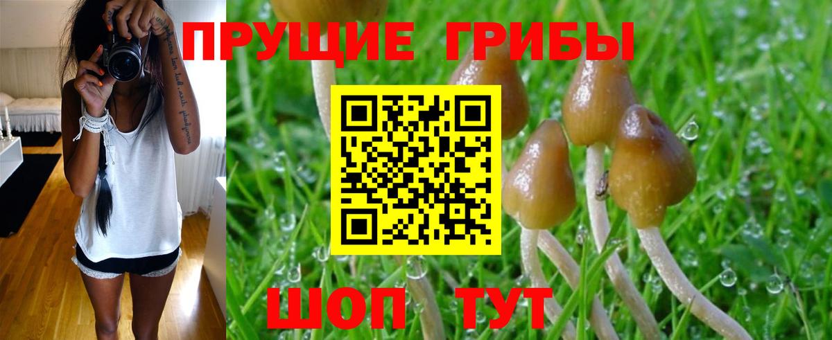 Балаково  Галлюциногенные грибы Psilocybe  купить  сайты  Вход с VPN 